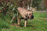 FILA BRASILEIRO 016
